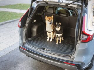 How Pet Owners Can Better Protect Their Vehicle Interiors