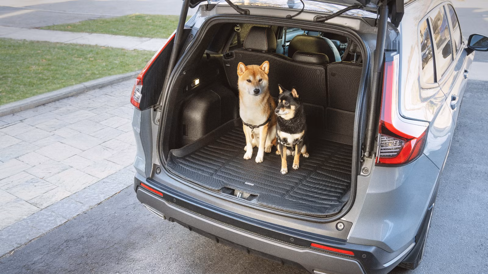 How Pet Owners Can Better Protect Their Vehicle Interiors
