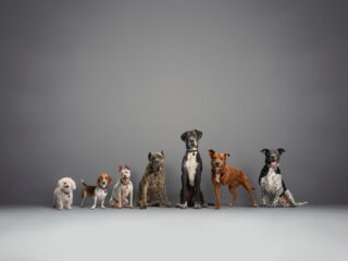 Subaru Loves Pets® Initiative Helps Thousands of Shelter Animals in Partnership with the ASPCA