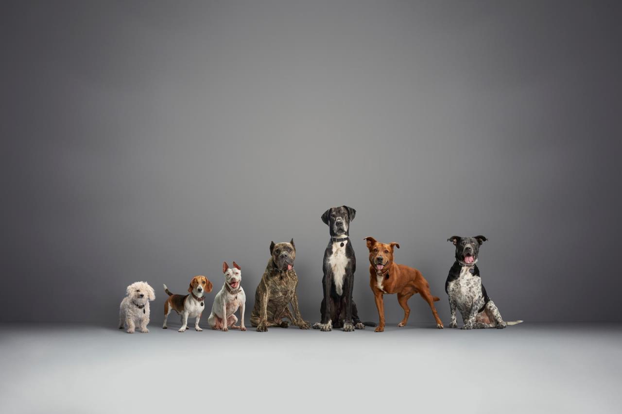 Subaru Loves Pets® Initiative Helps Thousands of Shelter Animals in Partnership with the ASPCA